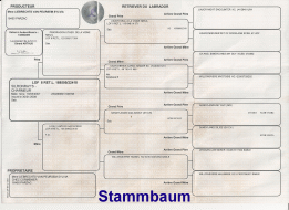 Ahnentafel Charmeur Vorschaubild