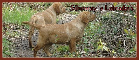 Banner Silronrays Labradors.com
