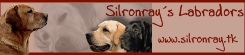 Banner Silronrayslabradors