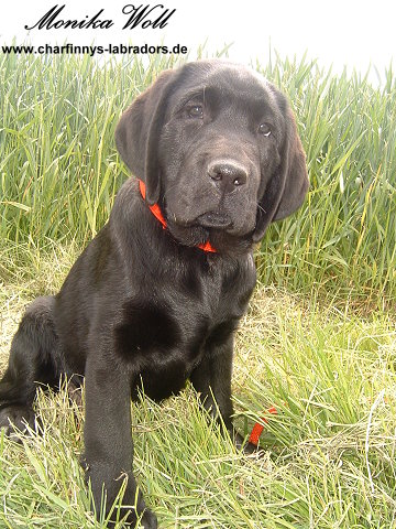 Finnegan 002