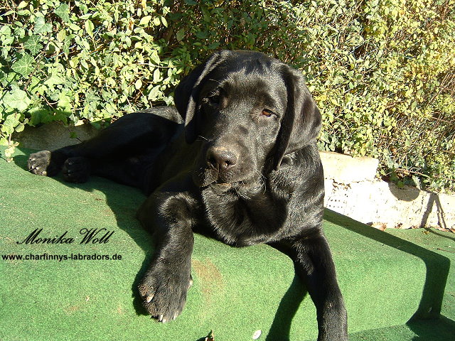 Finnegan 004