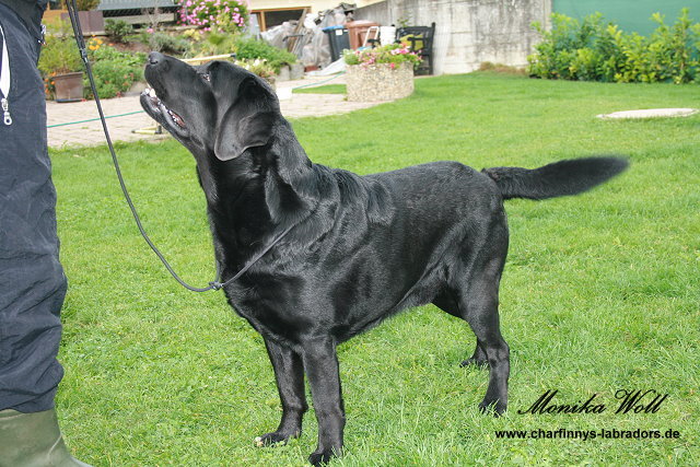 Finnegan 005