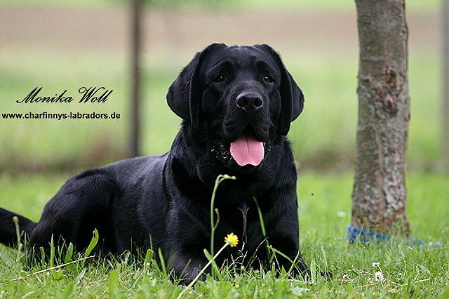 Finnegan 006