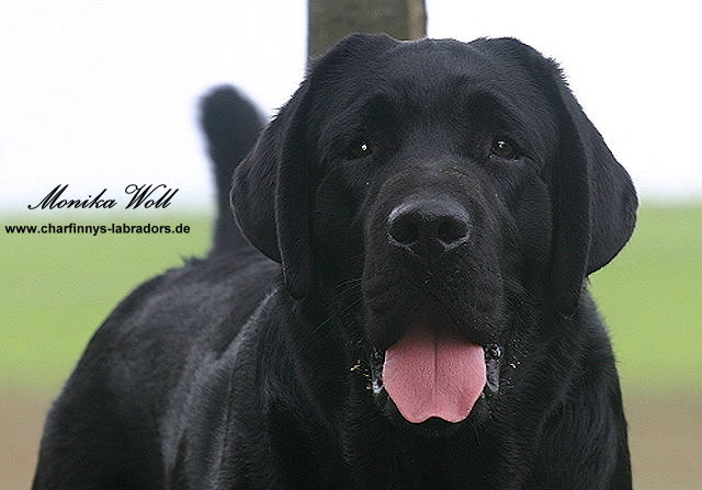 Finnegan 007