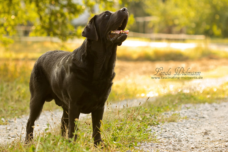 Finnegan 009