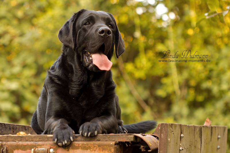 Finnegan 010