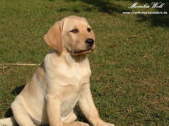 Mandy 001