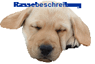 Rassebeschreibung